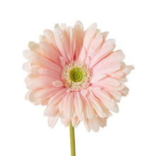 Faux Gerbera Daisy Stem / Soft Pink-elme living-Shop At The Hive Ashburton-Lifestyle Store & Online Gifts