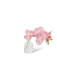 Pink Phalaenopsis Orchid in Vase-elme living-Shop At The Hive Ashburton-Lifestyle Store & Online Gifts