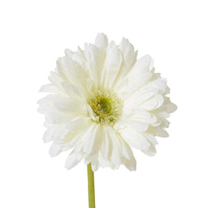 Faux Gerbera Daisy Stem / White-elme living-Shop At The Hive Ashburton-Lifestyle Store & Online Gifts