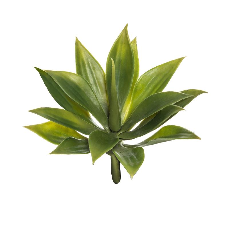 Agave Mini-Rogue-Shop At The Hive Ashburton-Lifestyle Store & Online Gifts