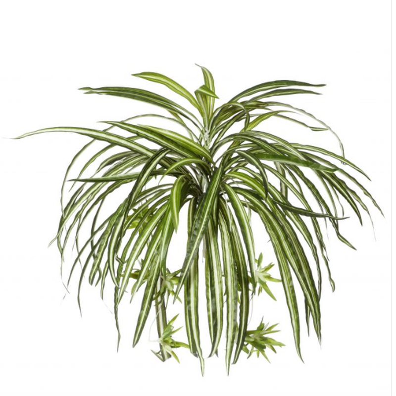 Spider Plant-Albi-The Hive Ashburton